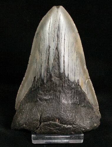 Bargain Megalodon Shark Tooth #7463